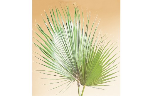 Washingtonia Palmblättern